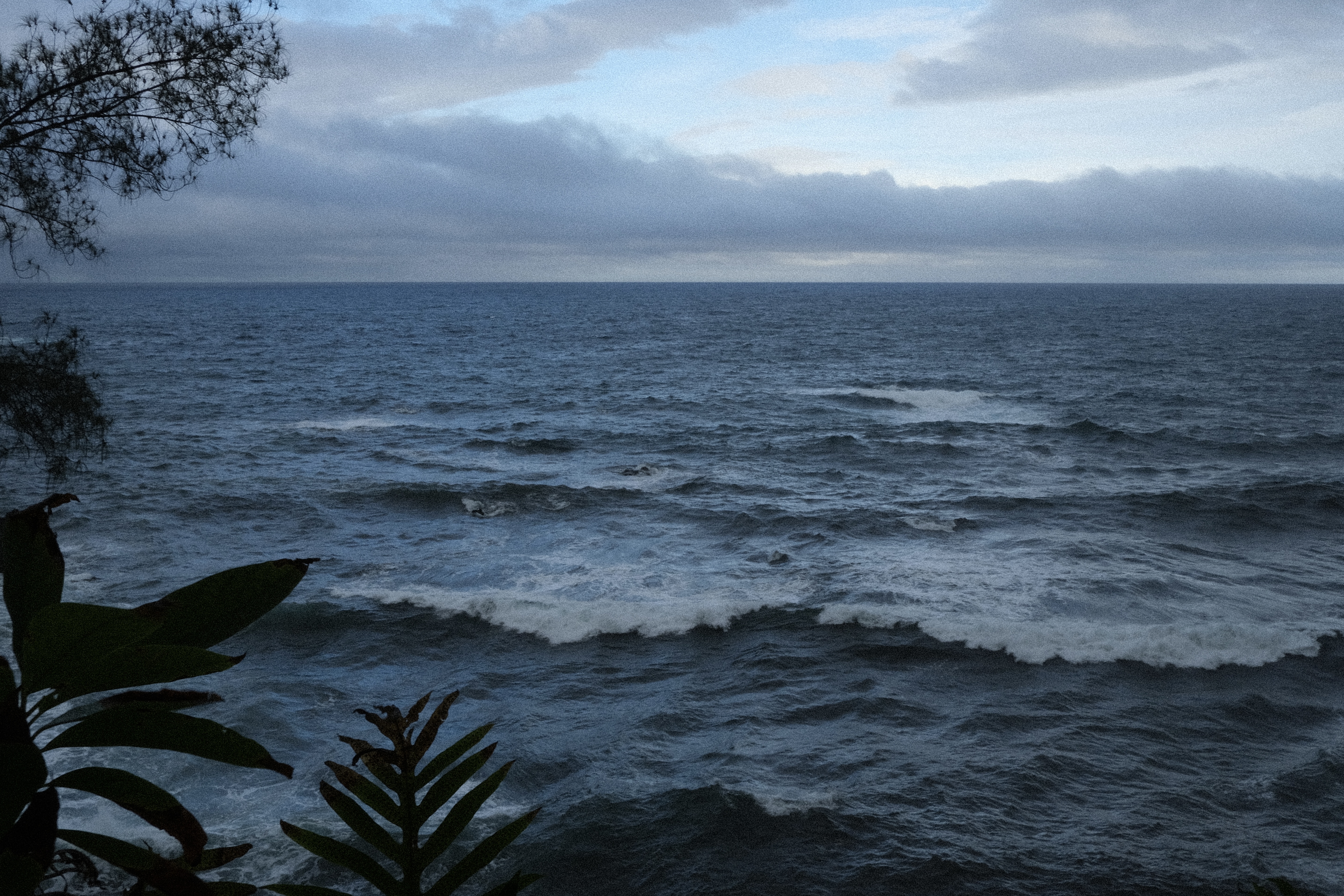 Picture of the ocean with foilage silhouetted
