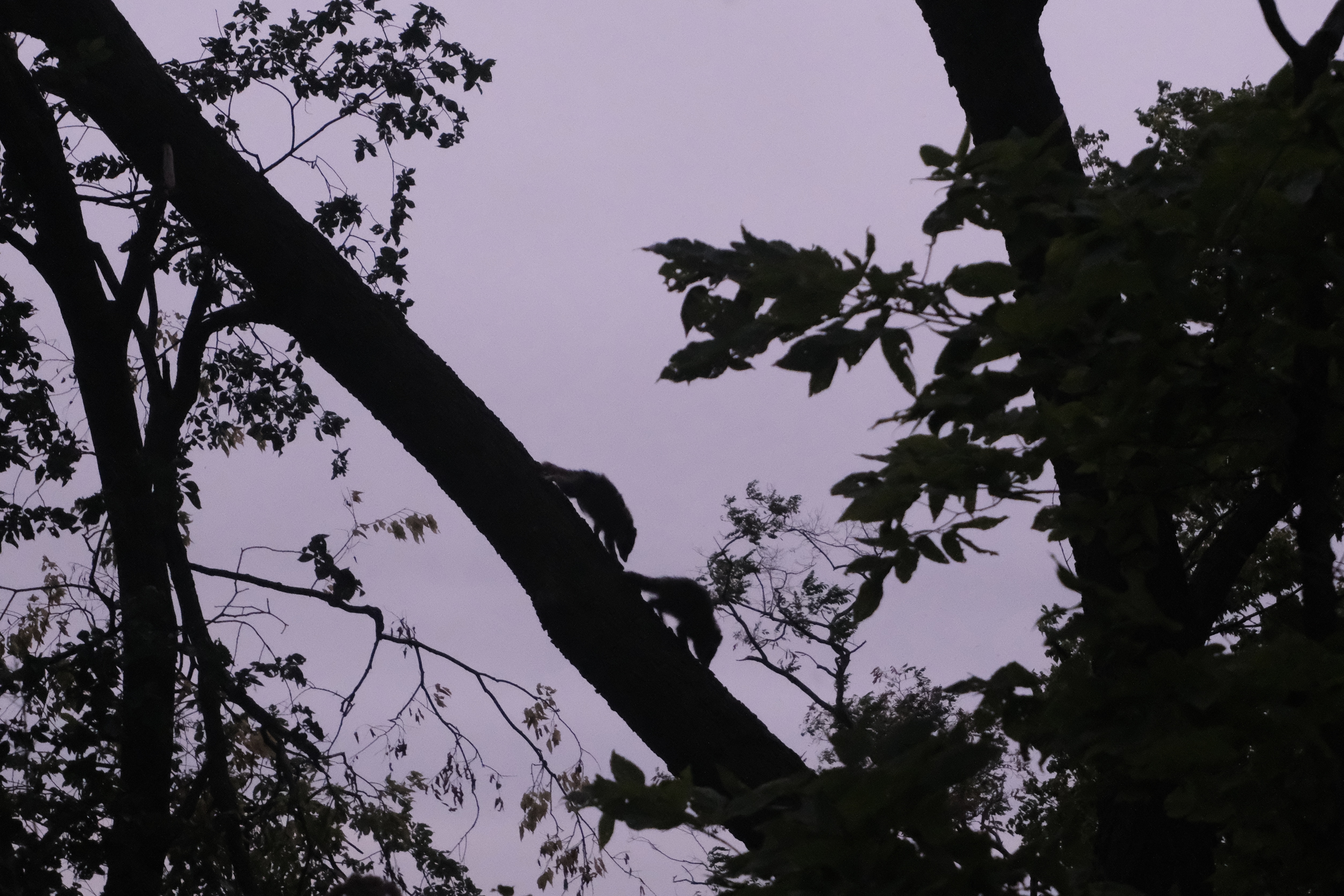 racoons