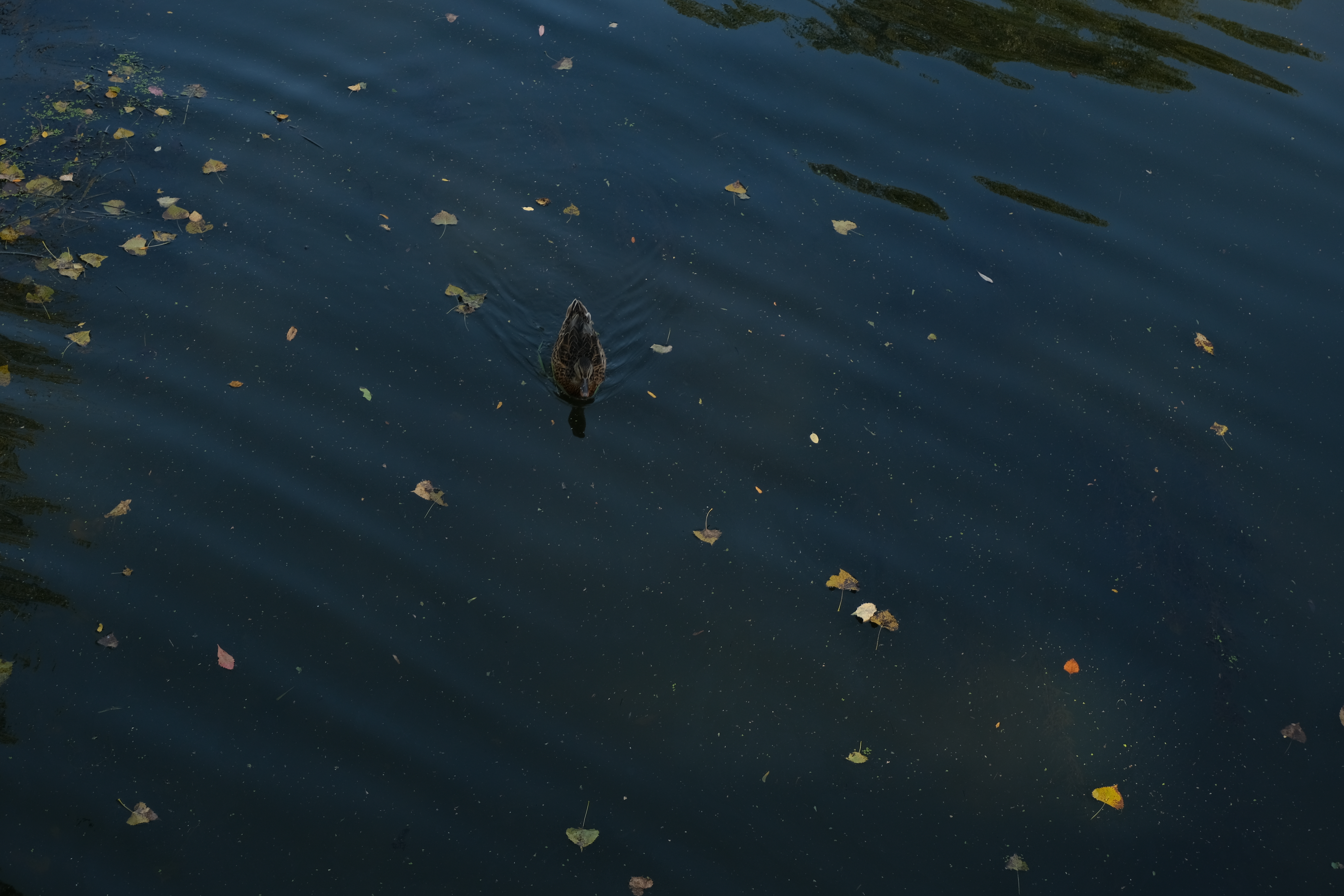 duck