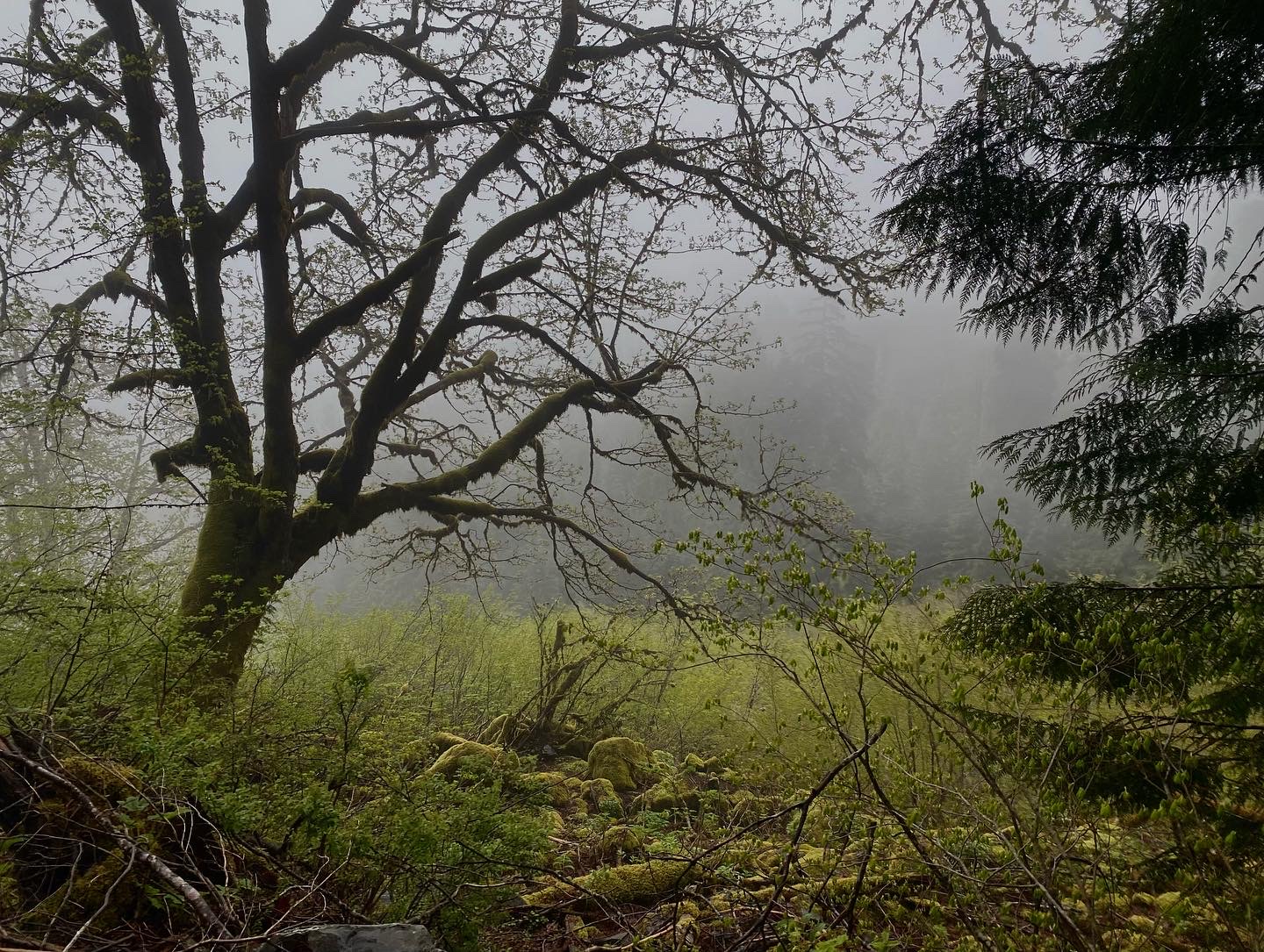 foggy/misty picture of trees